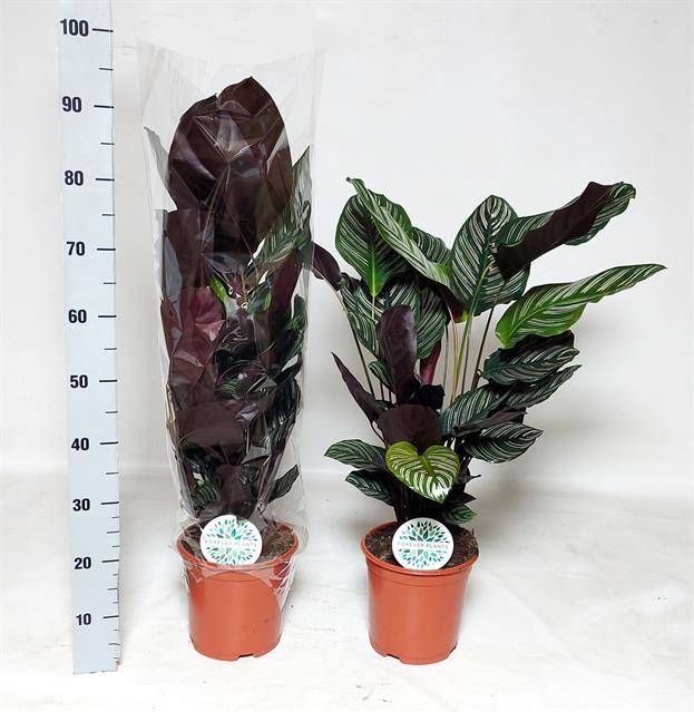 Calathea Sanderiana 21Ø 95cm