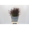 Panicum Warrior