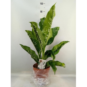 Dieffenbachia seg. 'Caiman'