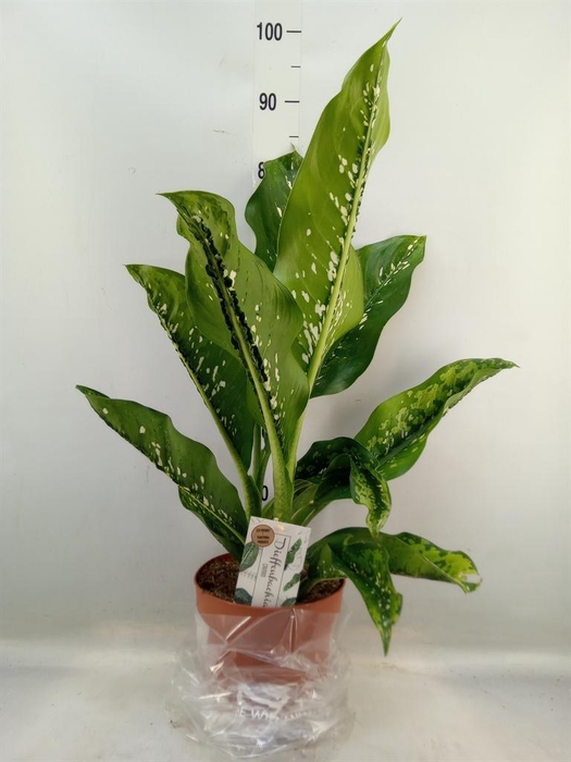 <h4>Dieffenbachia seg. 'Caiman'</h4>