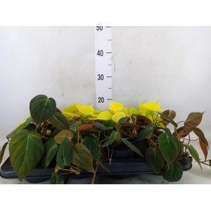 Philodendron scand. subsp. micans