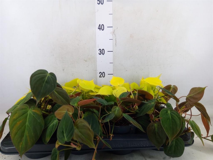 <h4>Philodendron scand. subsp. micans</h4>