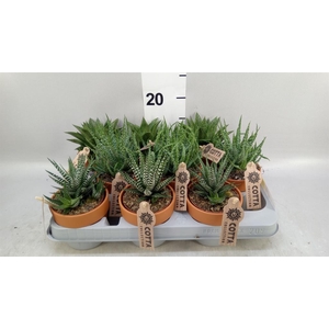 Aloe   ...mix