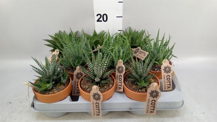 <h4>Aloe   ...mix</h4>