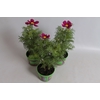 Cosmea bipinatus Casanova Violet