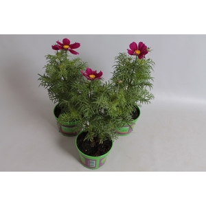 Cosmea bipinatus Casanova Violet