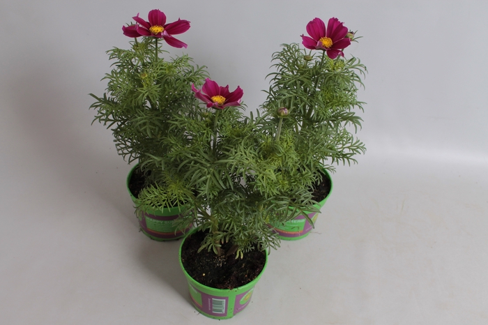 <h4>Cosmea bipinatus Casanova Violet</h4>