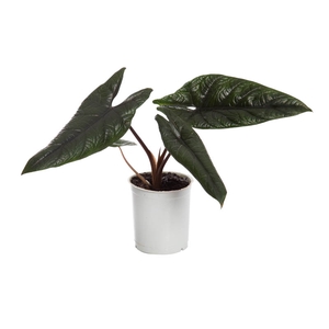 ALOCASIA SCALPRUM P12