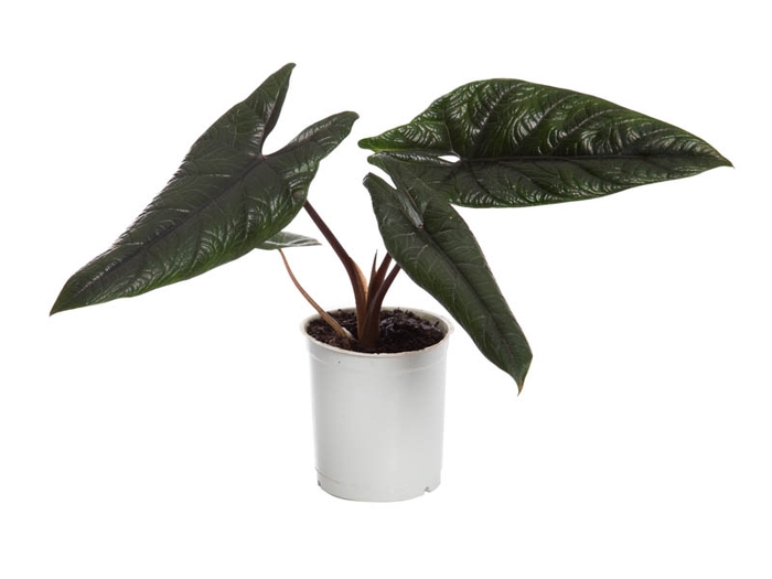 <h4>ALOCASIA SCALPRUM P12</h4>