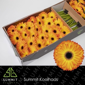 GE GR CATWALK