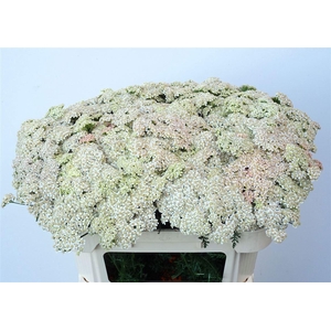 Achillea Ov
