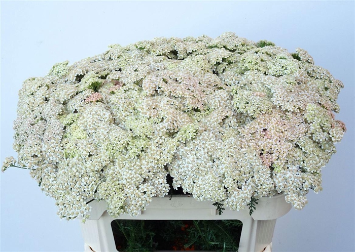 <h4>Achillea Ov</h4>