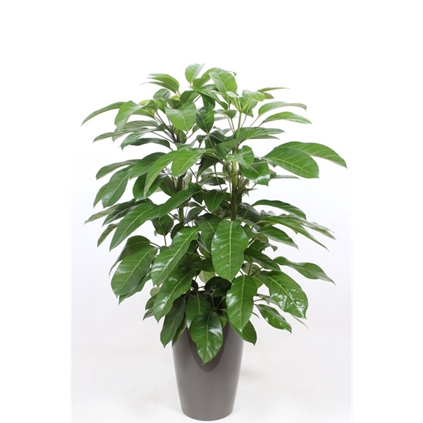 <h4>Schefflera actinophylla 'Amate’ in Santorini "taupe"</h4>