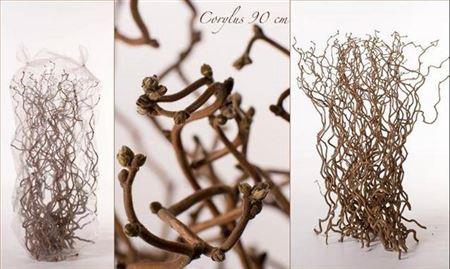 <h4>Coryl Av Contorta</h4>