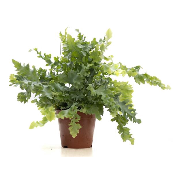 <h4>Phlebodium Davana P&PURE Collection</h4>