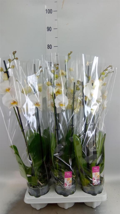 <h4>Phalaenopsis   ...white</h4>