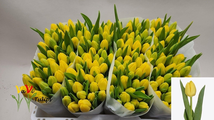 <h4>TU EN LOBKE</h4>