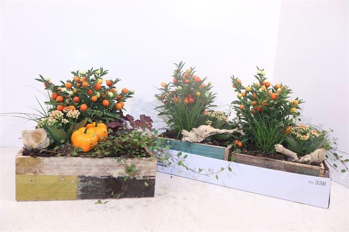 <h4>ARR TUINPLANTEN</h4>