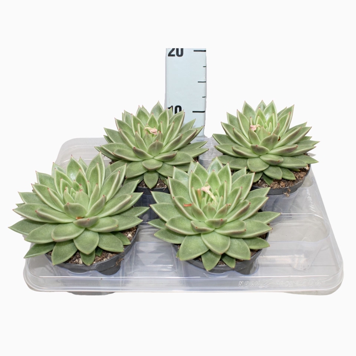 <h4>Echeveria agavoides</h4>