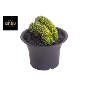 Gymno Cactus 'Spineless' XXXL