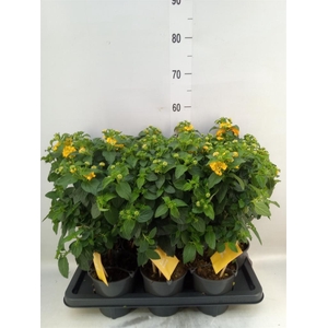 Lantana camara 'Simon Orange'