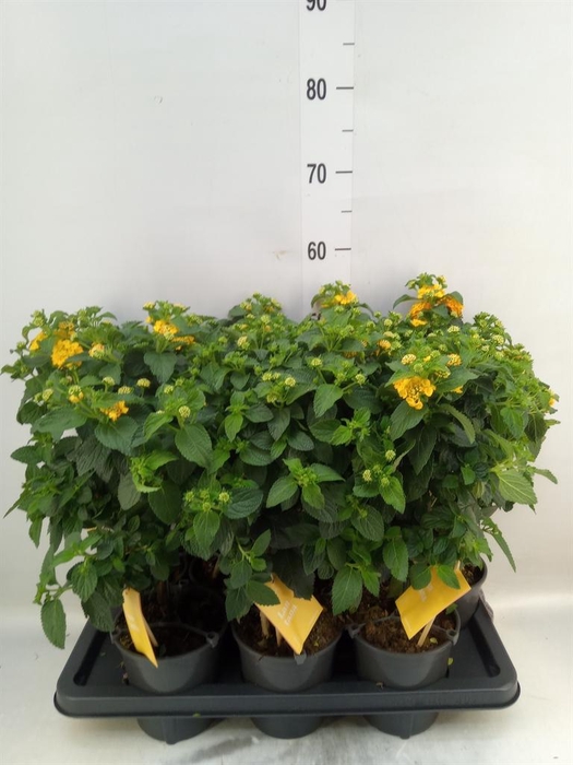 <h4>Lantana camara 'Simon Orange'</h4>