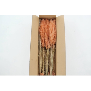 DF Pampas 115cm Copper/Brown