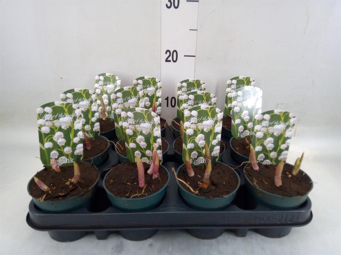 <h4>Convallaria majalis</h4>