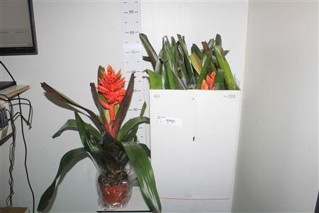 <h4>Aech Sunilla</h4>