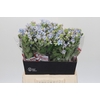 Oxypetalum Tweedia Blue
