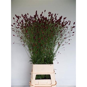 Sanguiso Officinalis