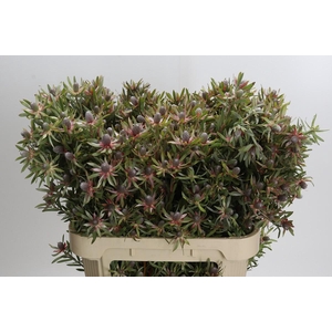 Leucadendron Ayoba Star Pearl
