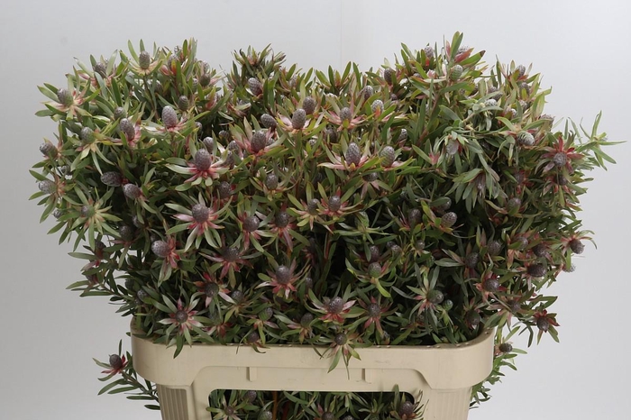 <h4>Leucadendron Ayoba Star Pearl</h4>