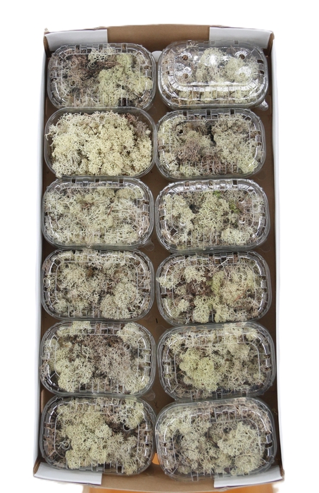 <h4>MOSSEN OV H%</h4>