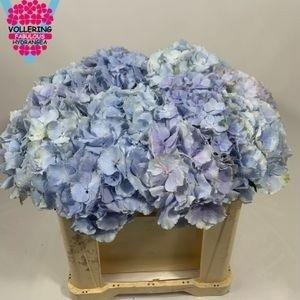 <h4>HYDR M CH VERENA BL</h4>