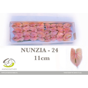 ANTH A NUNZIA 24 xl