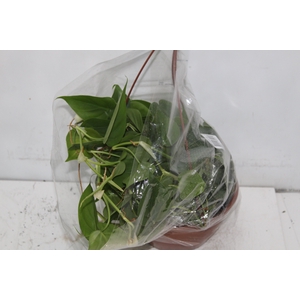 PHILODENDRON SCANDENS C21 PENDENTE