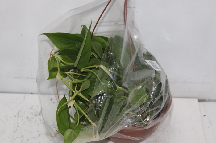 <h4>PHILODENDRON SCANDENS C21 PENDENTE</h4>