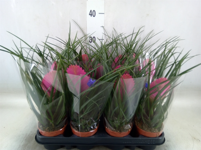 <h4>Tillandsia cyanea 'Anita'</h4>