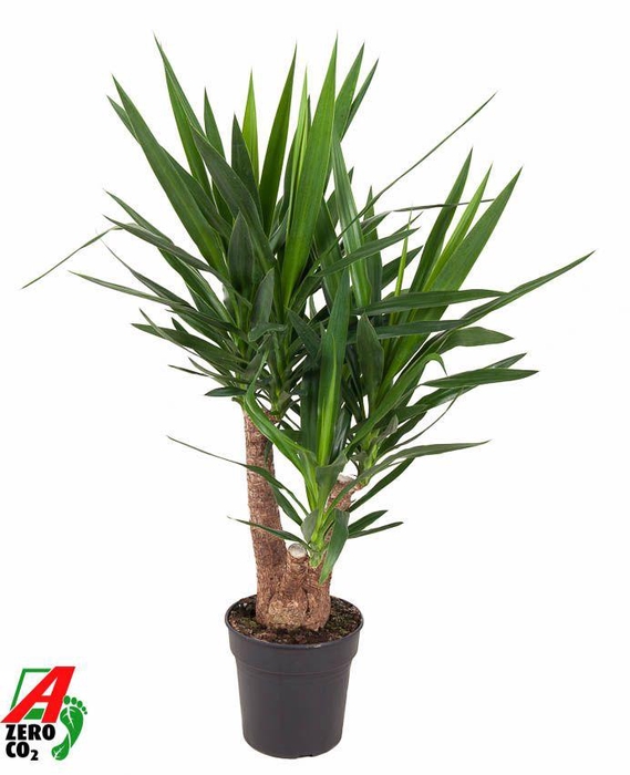 <h4>Yucca vertakt 3/4-arm P24-100</h4>