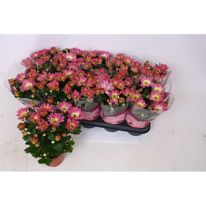 <h4>CHRYS BREEZE PINK</h4>