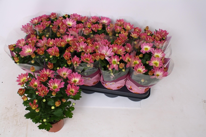 CHRYS BREEZE PINK