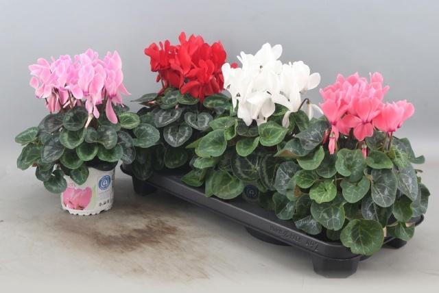 <h4>CYCL GR SUP XL</h4>