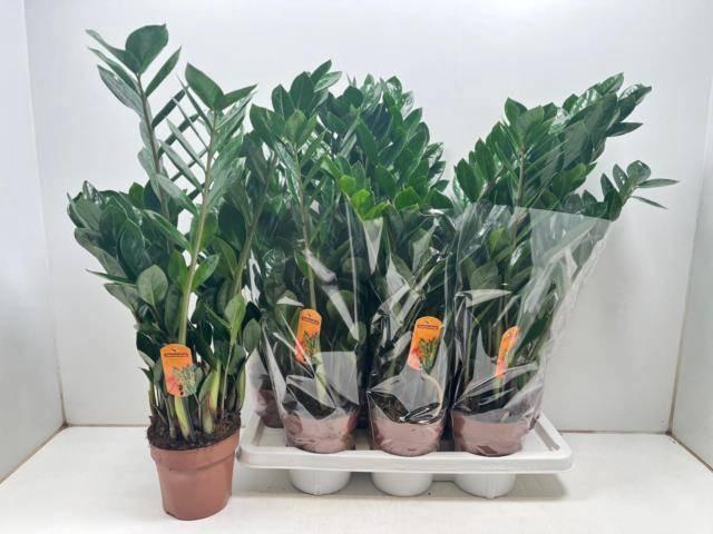 <h4>ZAMIO ZAMIIFOLIA</h4>