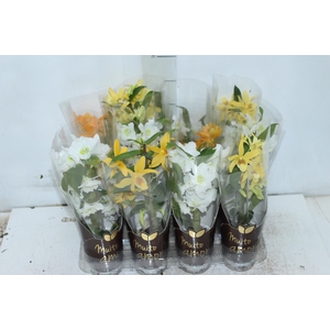 DENDROBIUM NOBILY P07 VARIADO