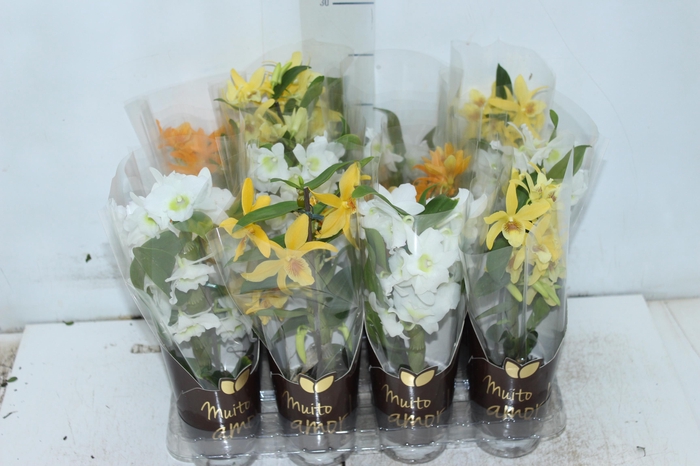 <h4>DENDROBIUM NOBILY P07 VARIADO</h4>