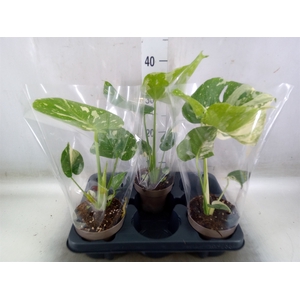 Monstera delic. 'Thai Constellatio'