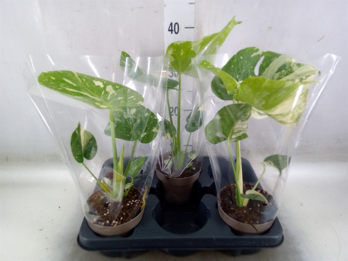 <h4>Monstera delic. 'Thai Constellatio'</h4>