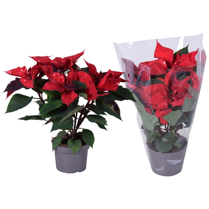 <h4>Euphorbia fantasy star blanco hoes</h4>