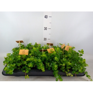 Peperomia rotundifolia